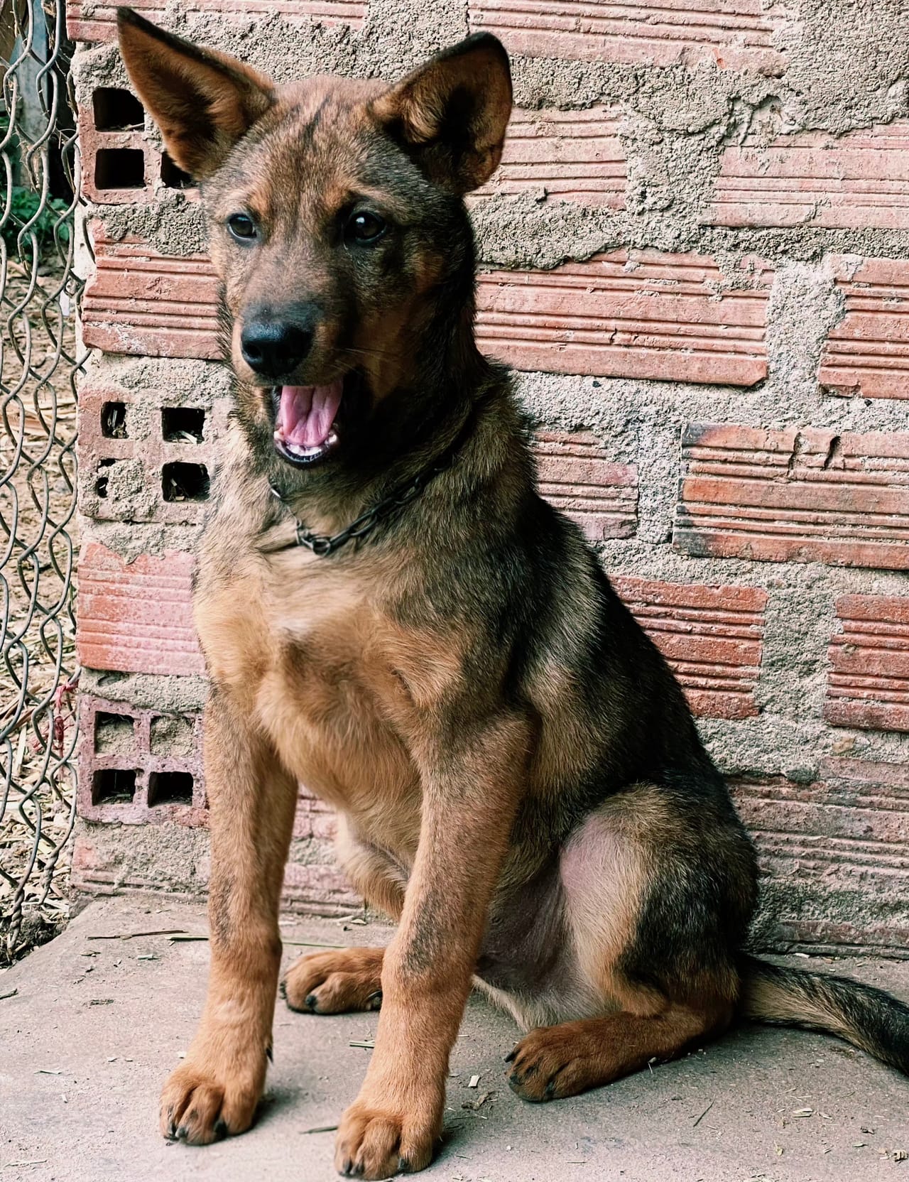Adorable dog.