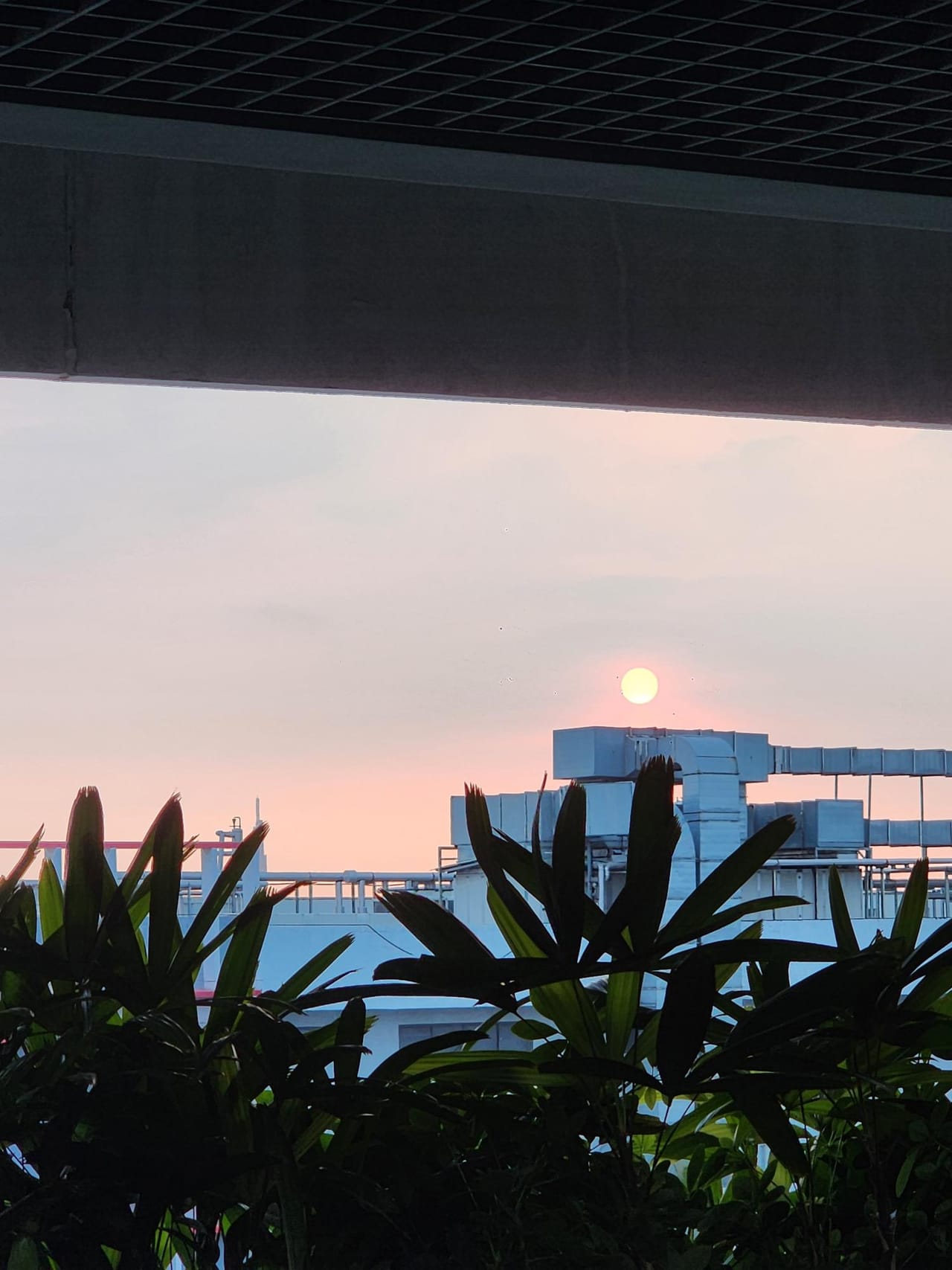 Sunset view from an office building framed by palm plants in the foreground and ventilation units against a glowing pink sky.
